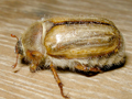 Amphimallon solstitiale